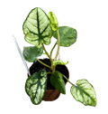 2" Custom Asst: Caladium Snow Drops Kelly